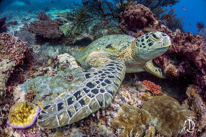 Kota Kinabalu Leisure Scuba Diving Trip (3 Dives) - Timing, comfort, and what to pack