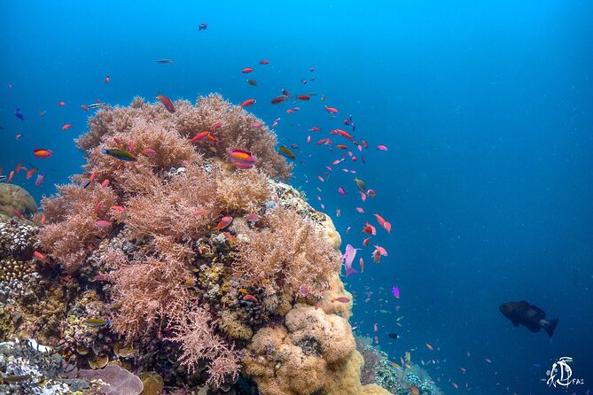 Kota Kinabalu Leisure Scuba Diving Trip (3 Dives) - Weather, cancellation, and booking timing