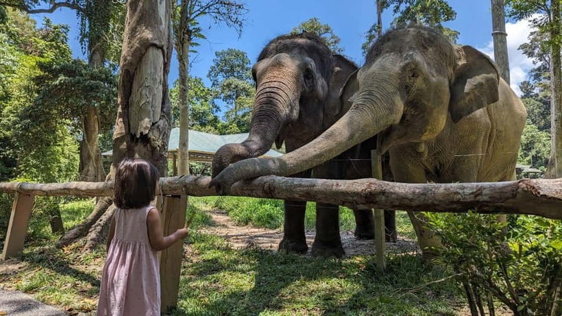 Kuala Lumpur: Batu Caves & Kuala Gandah Elephant Sanctuary - Batu Caves and the 272-step climb