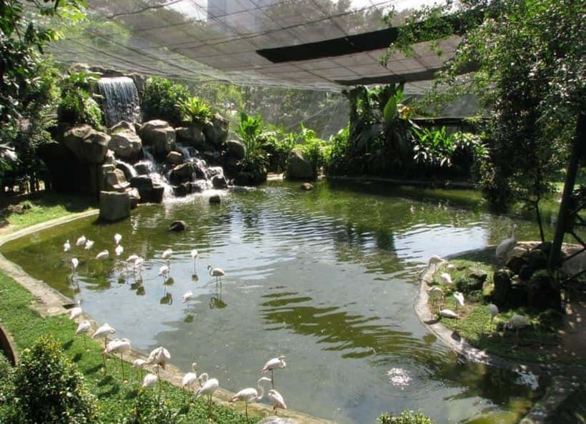 Kuala Lumpur: Bird Park, Butterfly & Garden Private Tour - KL Bird Park: the four-hour tour’s main event
