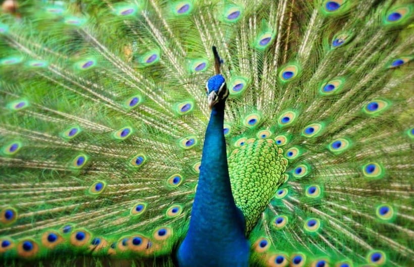 Kuala Lumpur: Bird Park, Butterfly & Garden Private Tour - Butterfly Park: small creatures, close encounters