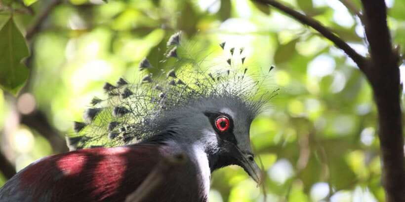 Kuala Lumpur: Bird Park, Butterfly & Garden Private Tour - Is $79 per person fair?