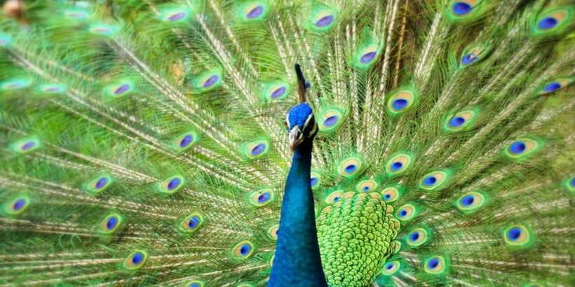 Kuala Lumpur: Bird Park, Butterfly & Garden Private Tour - Timing, walking, and the Kuala Lumpur heat
