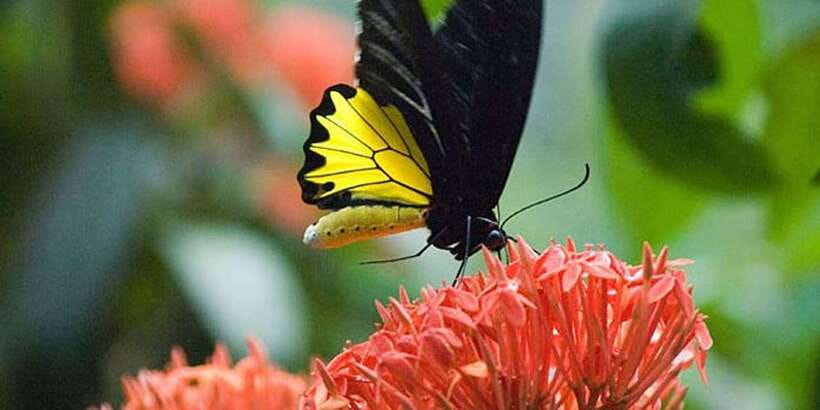 Kuala Lumpur: Bird Park, Butterfly & Garden Private Tour - The guide question you should settle before booking
