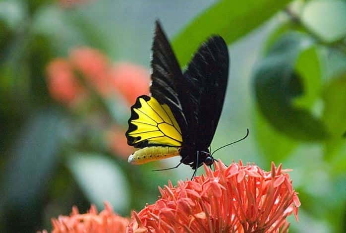 Kuala Lumpur: Bird Park, Butterfly & Garden Private Tour - Orchid and Hibiscus Gardens: flowers with Malaysian meaning