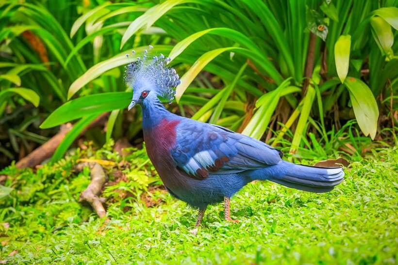 Kuala Lumpur: Bird Park Day Ticket & 1-Way Transfer - A city outing built around free-flying birds