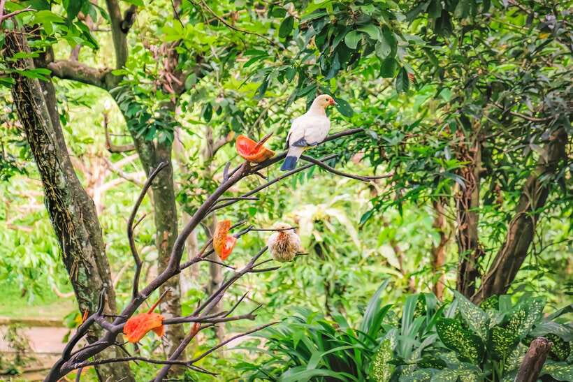Kuala Lumpur: Bird Park Day Ticket & 1-Way Transfer - Zones 1, 2, and 3: the heart of the visit