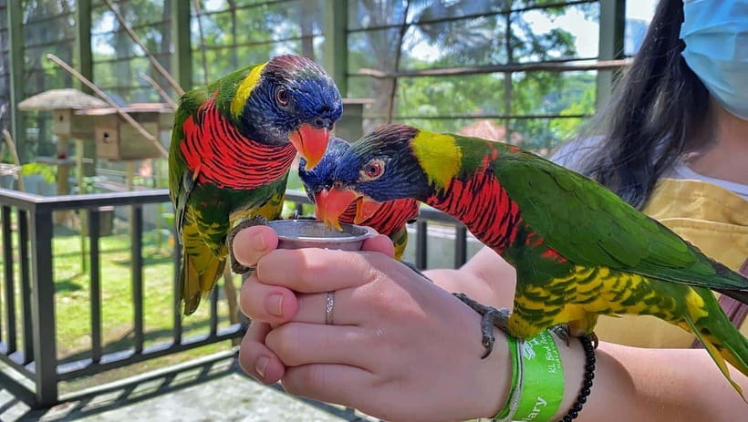 Kuala Lumpur: Bird Park Day Ticket & 1-Way Transfer - Hornbill Park and the park’s special character