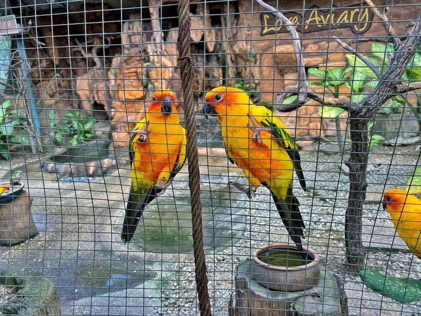 Kuala Lumpur: Bird Park Day Ticket & 1-Way Transfer - Zone 4: a different kind of bird display