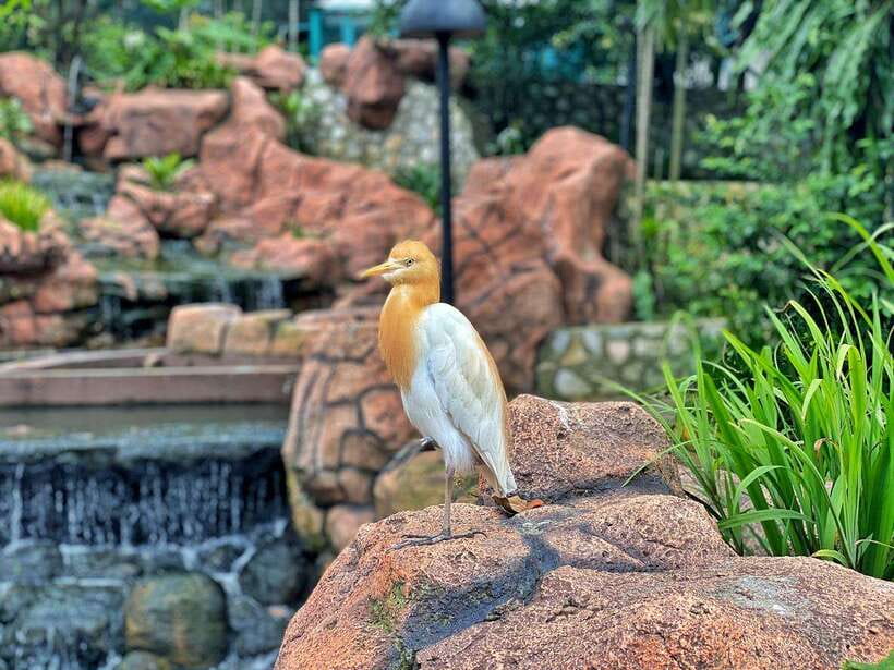 Kuala Lumpur: Bird Park Day Ticket & 1-Way Transfer - How long should you plan for?
