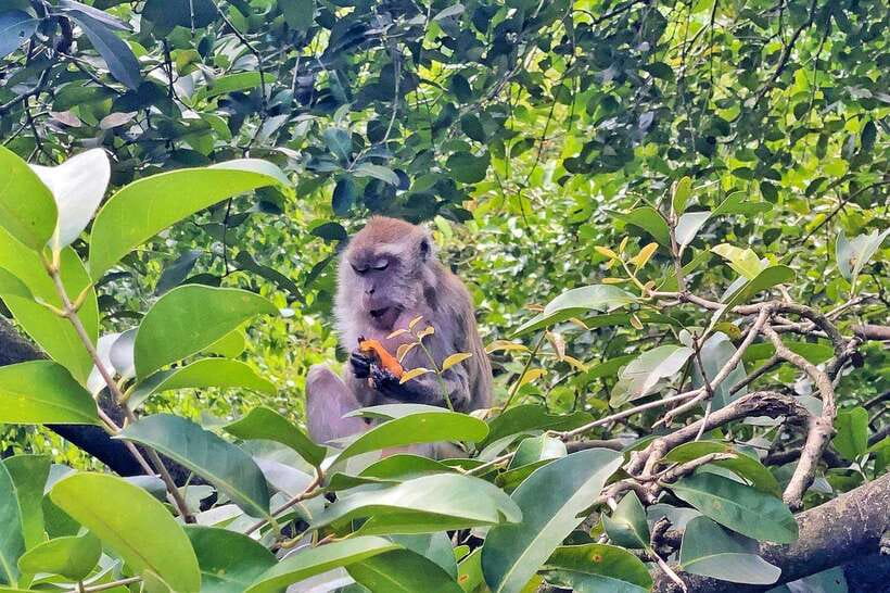 Kuala Lumpur: Bird Park Day Ticket & 1-Way Transfer - What the $30 price really covers