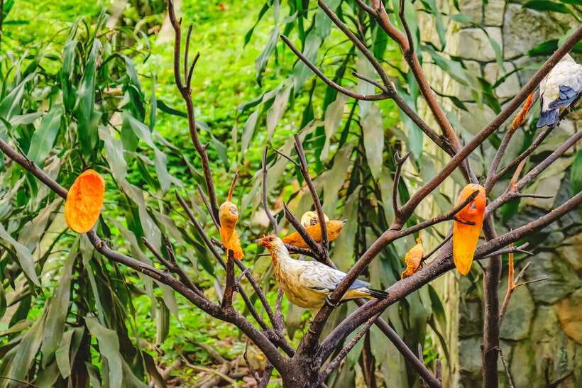 Kuala Lumpur: Bird Park Day Ticket & 1-Way Transfer - Starting with the hotel transfer