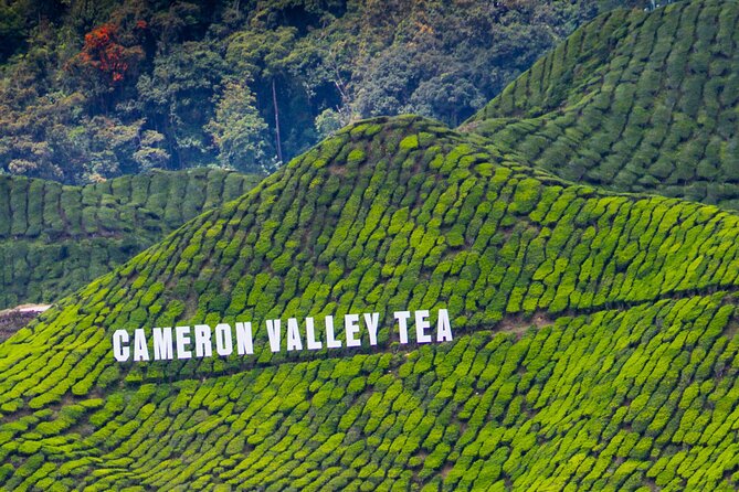Kuala Lumpur: Cameron Highlands & Batu Caves Private Day Tour - Tanah Rata, lunch and a slower town stop