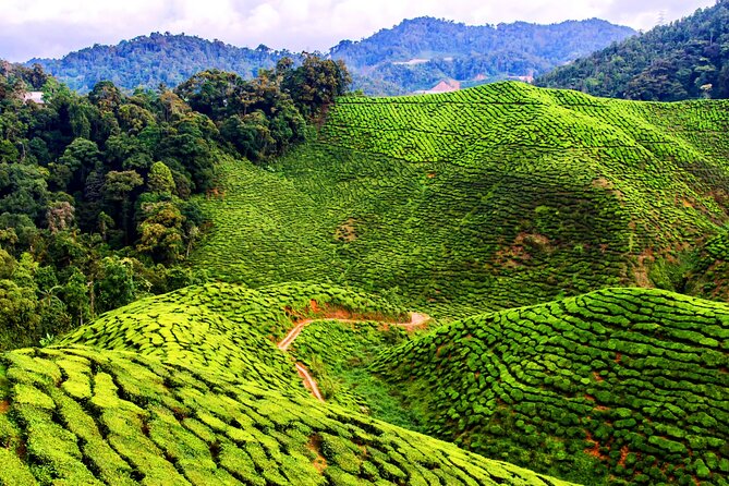 Kuala Lumpur: Cameron Highlands & Batu Caves Private Day Tour - Brinchang and an Orang Asli community