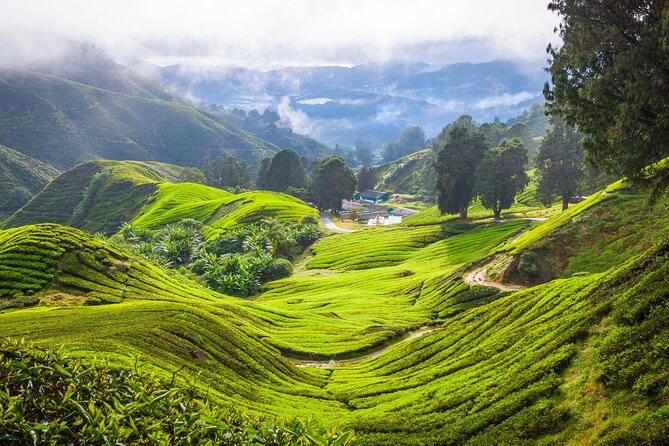 Kuala Lumpur: Cameron Highlands & Batu Caves Private Day Tour - Cactus Valley, a colorful change of pace