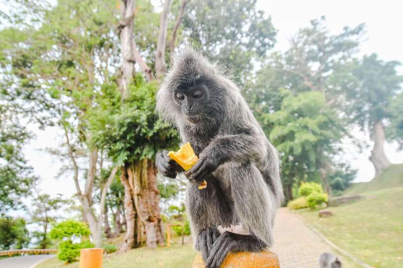 Kuala Lumpur: City Sights, Batu Caves and Fireflies Day Trip - Merdeka Square and the old city core