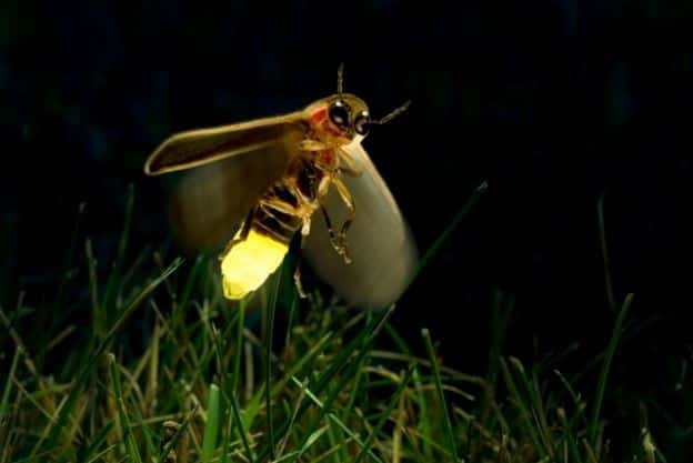 Kuala Lumpur: Fireflies & Blue Tears Tour with Seafood Meal - Five things to know before you book