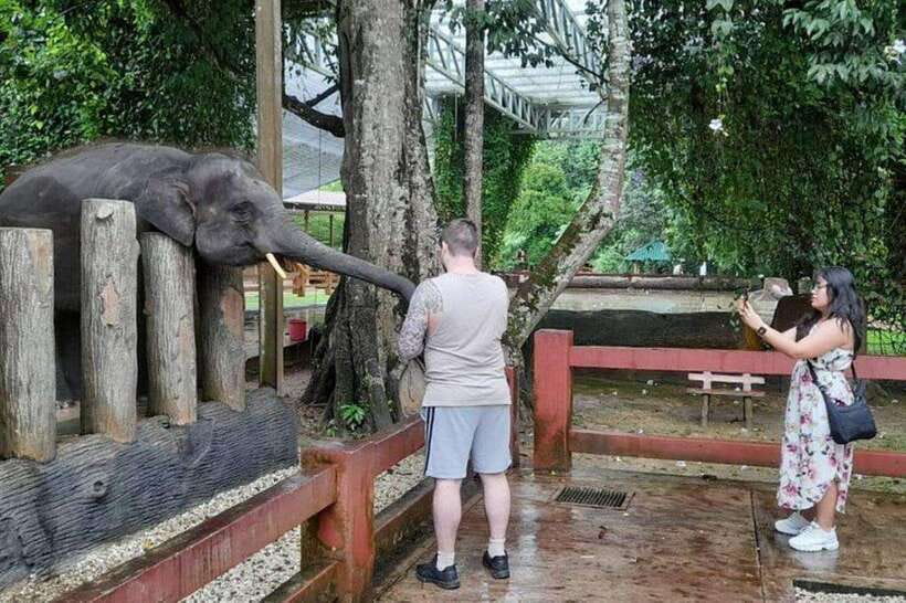 Kuala Lumpur: Kuala Gandah and Batu Caves Private Trip - Kuala Gandah: a rescue center, not a zoo