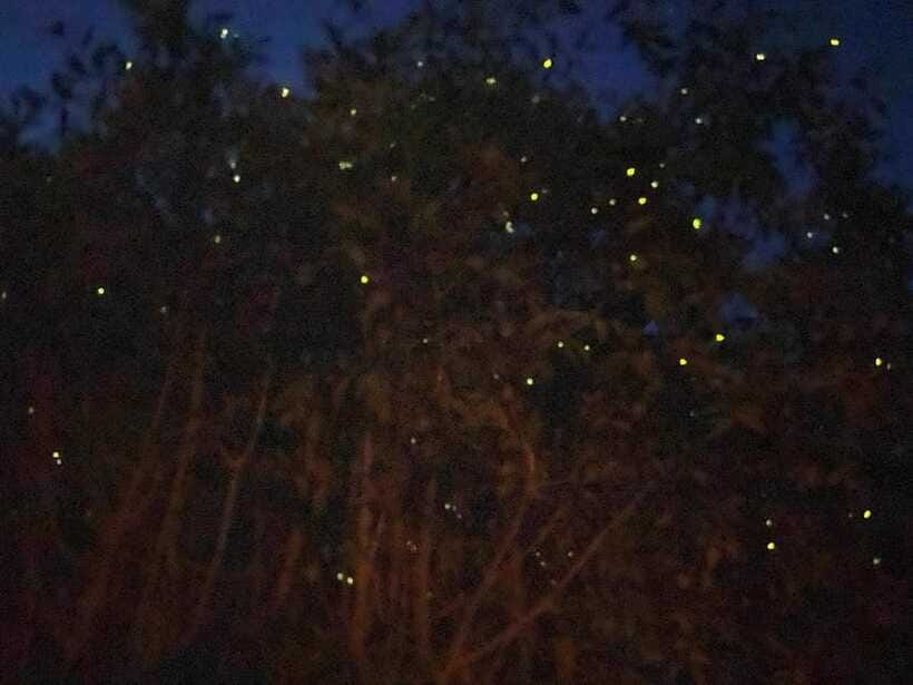 Kuala Lumpur: Kuala Selangor Fireflies and Blue Tears Tour - Booking tips for a smoother night
