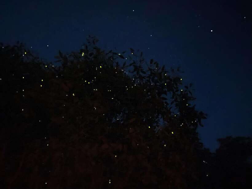Kuala Lumpur: Kuala Selangor Fireflies and Blue Tears Tour - Leaving Kuala Lumpur for Kuala Selangor