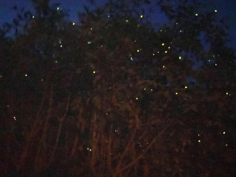 Kuala Lumpur: Kuala Selangor Fireflies and Blue Tears Tour - Feeding monkeys at the first wildlife stop