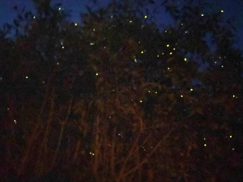 Kuala Lumpur: Kuala Selangor Fireflies and Blue Tears Tour - The firefly cruise along the mangroves