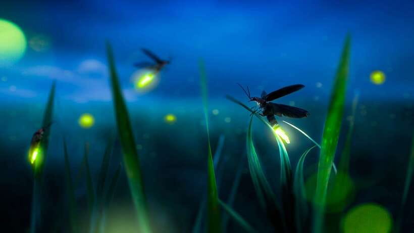 Kuala Lumpur: Kuala Selangor Firefly Tour and Dinner - Is $106 per person good value?
