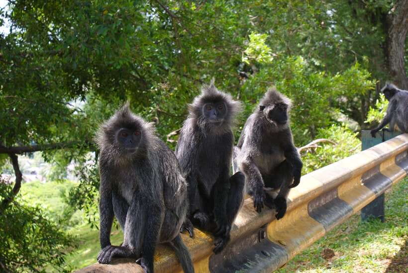 Kuala Lumpur: Kuala Selangor Firefly Tour and Dinner - My booking advice