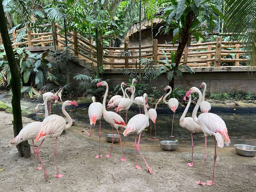 Kuala Lumpur: Sunway Lagoon Ticket & 1-Way Transfer - Key points to know before booking