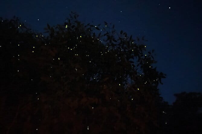Kuala Selangor Fireflies and Blue Tears Tour with Dinner (SIC) - From Kuala Lumpur to historic Bukit Melawati