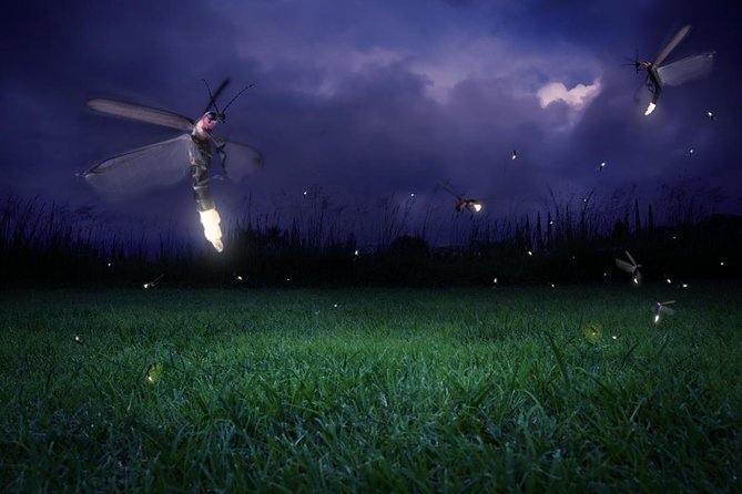 Kuala Selangor Fireflies Evening River Cruise from Kuala Lumpur - Kuala Selangor Fireflies at a Glance