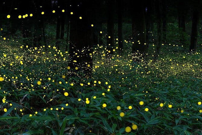 Kuala Selangor Firefly Blinkings Private Tour with Seafood Dinner - Is $125 per person good value?