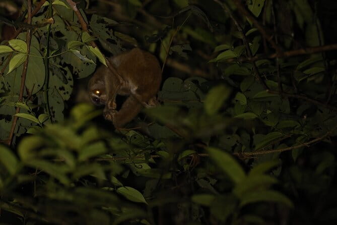 Kubah's Nocturnal Wonders Nighttime Frog Safari - Who will enjoy this night safari