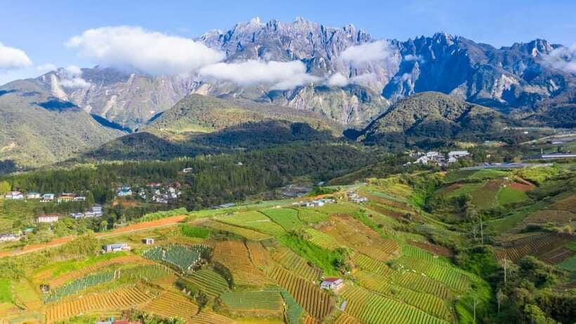 Kundasang: Day Tour with Desa Dairy Farm and Alpaca Club - Meeting the alpacas at Alpaca Club