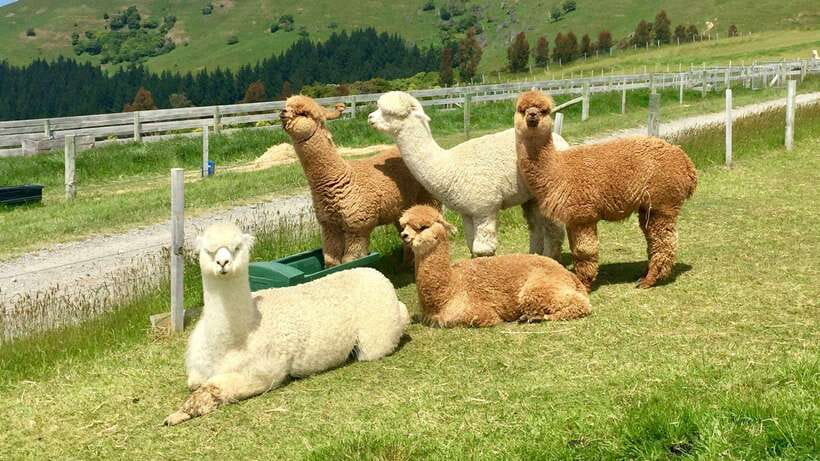 Kundasang: Day Tour with Desa Dairy Farm and Alpaca Club - Rumah Terbalik, Sabah’s upside-down house