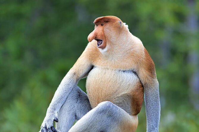 Labuk Proboscis, Sepilok, Sun Bear, Sandakan City Tour & Lunch - Key points at a glance