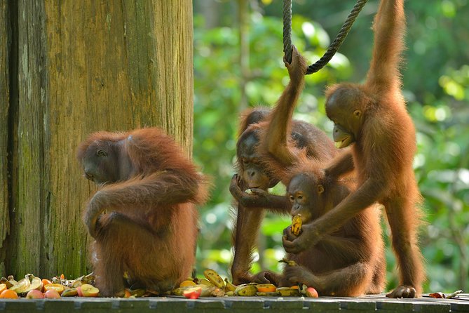 Labuk Proboscis, Sepilok, Sun Bear, Sandakan City Tour & Lunch - Why this eight-hour Sandakan tour works