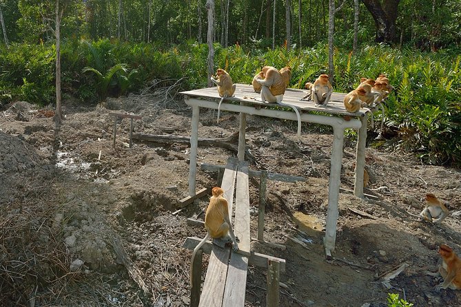 Labuk Proboscis, Sepilok, Sun Bear, Sandakan City Tour & Lunch - Labuk Bay and its proboscis monkeys, one hour