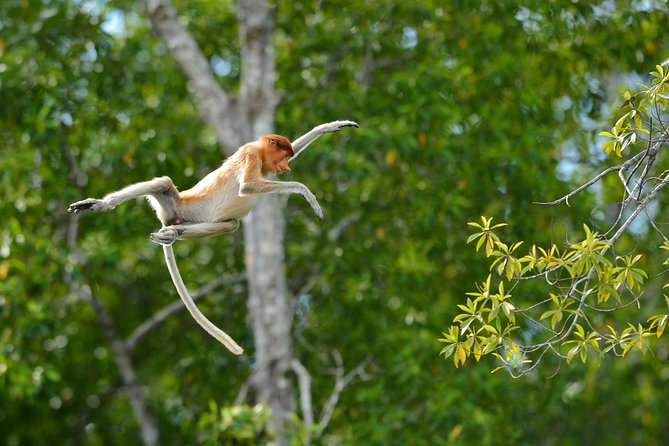 Labuk Proboscis, Sepilok, Sun Bear, Sandakan City Tour & Lunch - Transport, group size, and the day’s pace