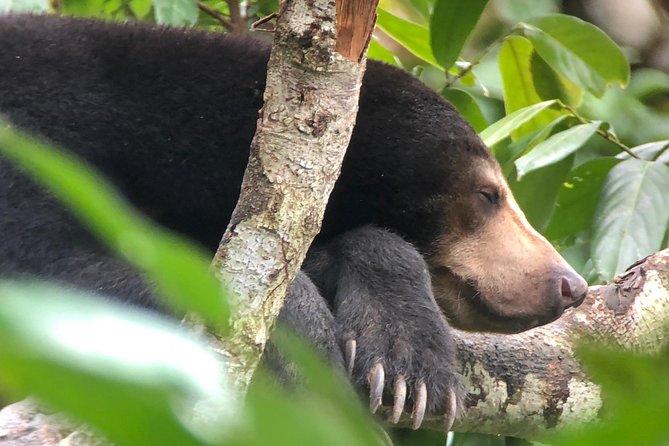 Labuk Proboscis, Sepilok, Sun Bear, Sandakan City Tour & Lunch - Sepilok Orangutan Rehabilitation Centre, about two hours
