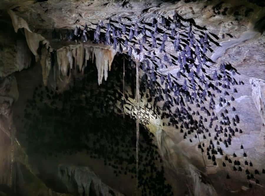 Langkawi: Boat Tour to Magic Island & Mangrove Cruise - Fish feeding at the floating farm