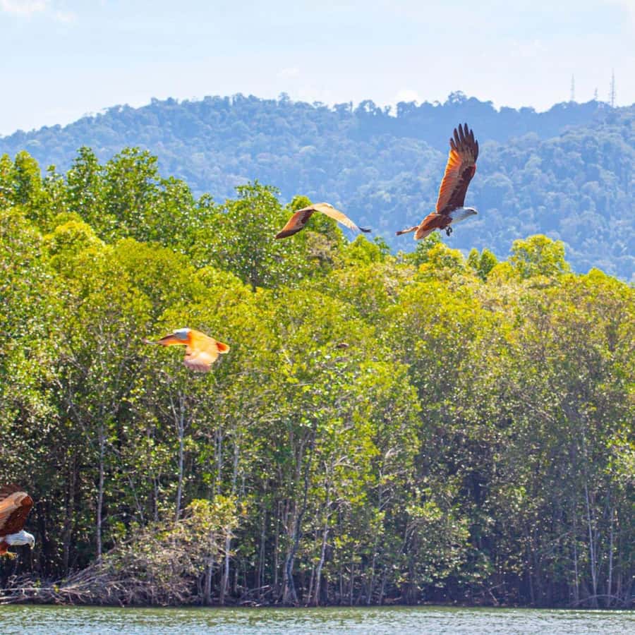 Langkawi: Boat Tour to Magic Island & Mangrove Cruise - Eagle feeding in the Kilim waterways