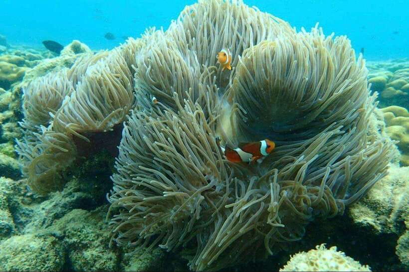 Langkawi: Dangli Island Snorkel and Swim Speedboat Tour - Snorkeling and fish feeding beside Pulau Dangli