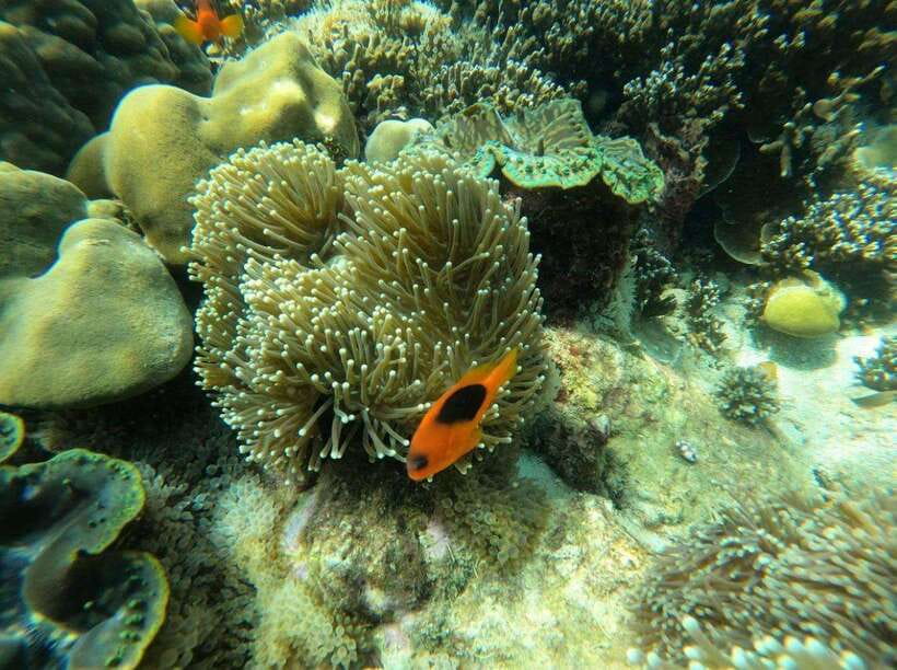 Langkawi: Dangli Island Snorkel and Swim Speedboat Tour - Who will enjoy this private speedboat trip