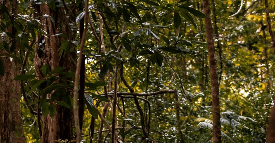 Langkawi: Dream Forest Langkawi Standard Admission Ticket - Is the $14 admission good value?