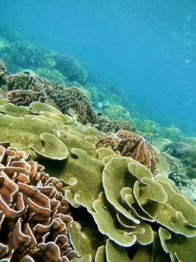 Floating Restaurant & Snorkeling Trip