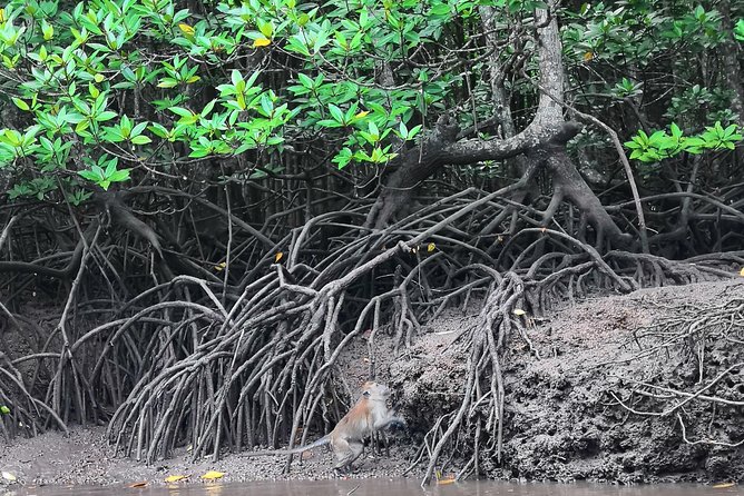 Langkawi Half Day Mangrove Tour - Sharing Basis - Inside Bat Cave, where the tour gets atmospheric