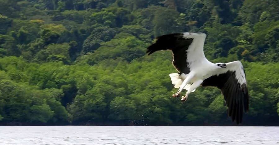 Langkawi: Island Hopping Shared or Private Boat Options - Eagle feeding near Pulau Singa Besar