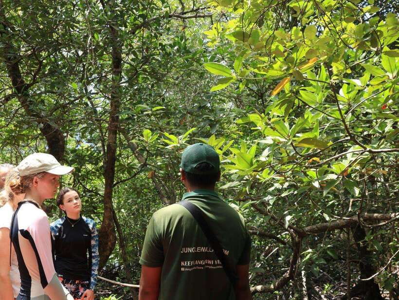 Langkawi: Kayaking Adventure and Swimming - Two hours through the Kubang Badak mangroves