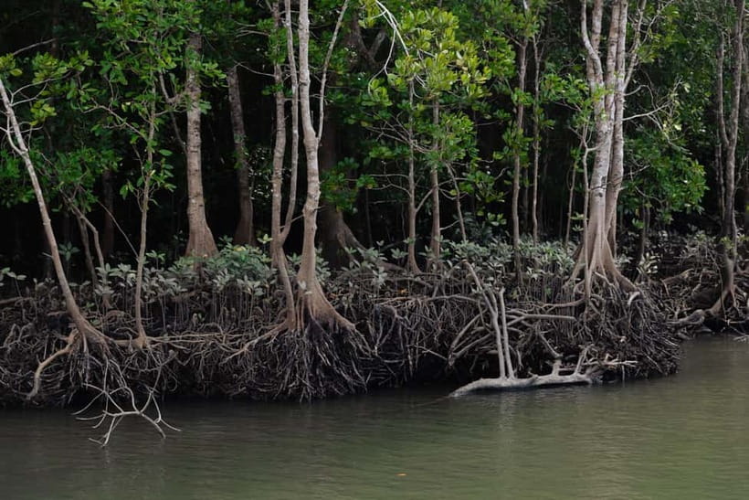 Langkawi: Kilim Geopark Mangrove Tour with Eagle Watching - Why Kilim Geopark works best from a boat